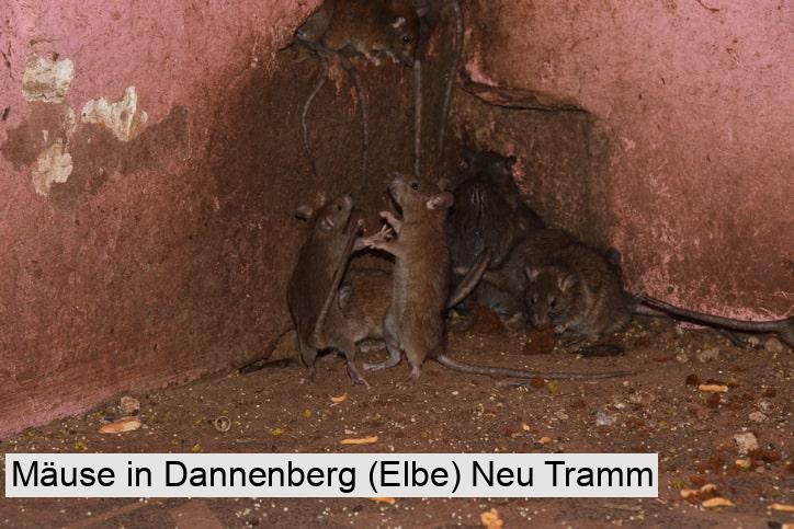 Mäuse in Dannenberg (Elbe) Neu Tramm